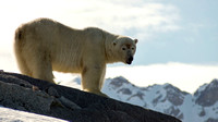 svalbard